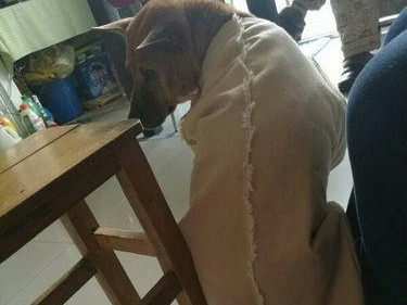 为什么狗一直抓地板？（狗抓地板行为的原因及解决办法）