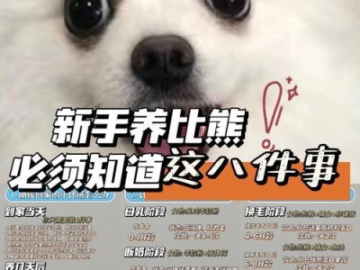 如何正确喂养比熊宠物（新手主人必备！让你的比熊宠物健康成长的关键）