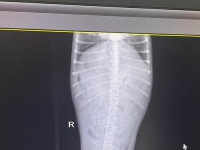 如何全面检查幼犬的身体健康（掌握幼犬检查技巧，确保宠物的健康）