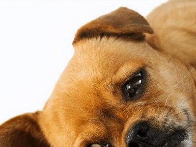 金毛幼犬吐拉不止，如何给它选择正确的药物治疗？（解决幼犬消化问题，保障健康成长）