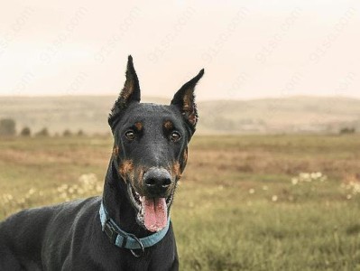 立耳方法详解——打造优雅的杜宾犬（立耳要注意什么？掌握这些技巧让你的杜宾更迷人）