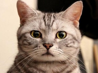 为什么小猫会张嘴喘气？（揭开小猫喘气的原因和应对方法）
