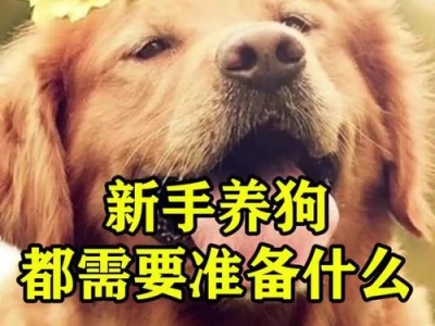 大城市养狗需注意什么？（如何让你的狗狗尽早社会化）