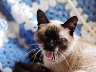 长毛猫的饮食需要如何保护其毛发健康？（了解长毛猫的饮食需求，让毛发更加健康绚丽。）
