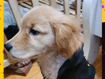 金毛幼犬饮食指南（幼犬期的小金毛应该吃些什么？）