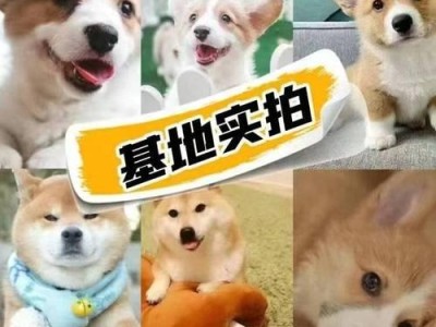 买金毛的最佳时机及相关建议（如何选择合适的时机来购买金毛宠物犬？）