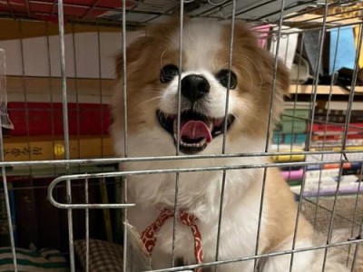 狗笼里必备的物品（为您的宠物提供舒适与安全）