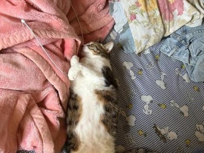 猫咪适应新家需要多长时间？（以猫到新家多久能适应的关键因素分析）