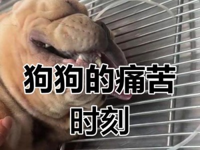狗剖腹产后喂奶的时间与注意事项（狗剖腹产后喂奶时间表及喂养技巧）