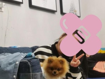 影响博美犬价格的四大因素（了解博美犬价格波动的关键因素与市场趋势）