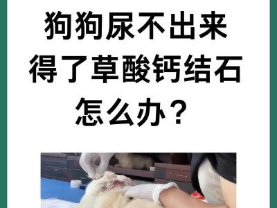 拉布拉多幼犬尿频时间间隔的探讨（探究拉布拉多幼犬尿频的原因及处理方法）