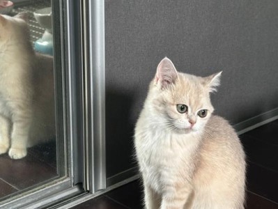 寻找猫咪的完美名字（为什么给猫咪取名字是一项重要的任务）