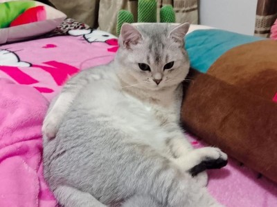 猫咪配种的最佳时间（了解猫咪配种的最佳时机及注意事项）