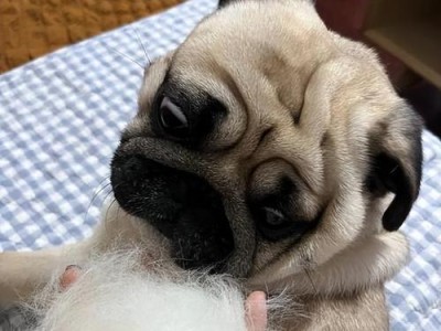 探讨掉毛犬种的特点与护理方法（了解掉毛犬种的原因与解决方案，让你的狗狗焕发自信光彩）