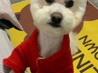 比熊剃毛的适宜周期及注意事项（比熊剃毛频率、正确剃毛技巧以及健康保养关键）