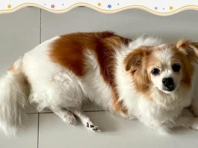 狗绝育手术的恢复期及注意事项（了解狗绝育手术后的恢复时长和护理方法，让宠物更健康快乐）