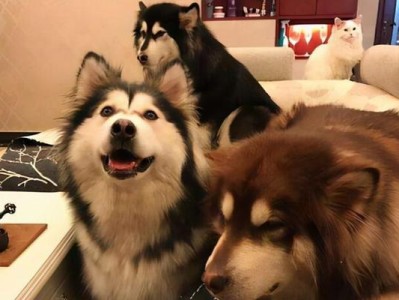 五个月大的狼狗该吃什么？（营养均衡饮食为健康成长打下基础）
