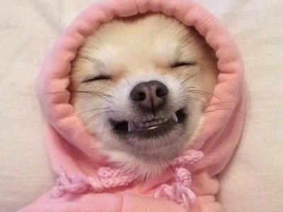 探寻粉红色鼻子的狗的奇妙之谜（揭秘粉红鼻子的狗是什么品种，为何如此罕见）