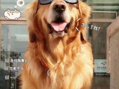 狗狗直肠发炎的最佳药物治疗方案（选择最适合的药物是关键）