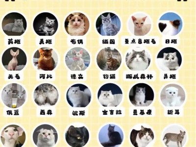 探索大型猫品种世界的魅力（大型猫品种的多样性与特色）
