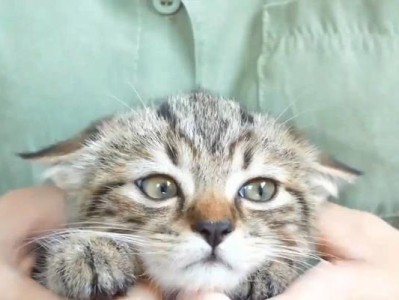 猫为什么会叫个不停？（探索猫咪叫声的原因和含义）