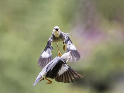 如何正确饲养椋鸟（从选购到喂养，全方位指南）