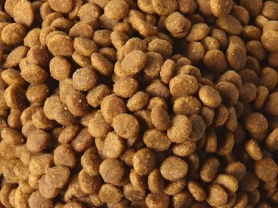 贵宾犬的饮食要点（探究贵宾犬每日所需狗粮量和适合的品牌）