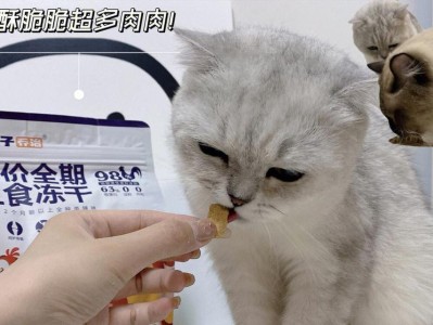 小猫的喜好与娱乐需求（揭秘小猫喜欢吃什么和玩什么，让你更了解它们）