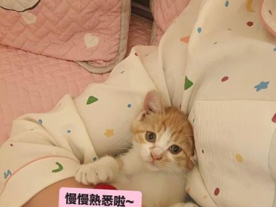 猫咪疫苗接种后的注意事项
