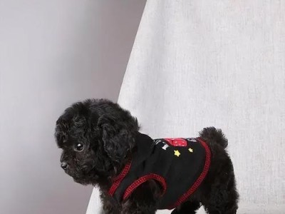 贵宾犬与泰迪的区别与联系（探索两个狗狗品种的相似与差异，以及它们之间的关系）