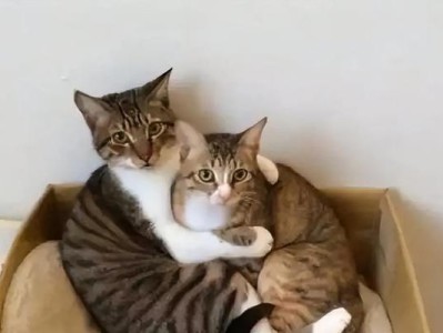 猫咪繁殖的奇妙过程（以公猫和母猫交配的时间分析及关键因素探讨）