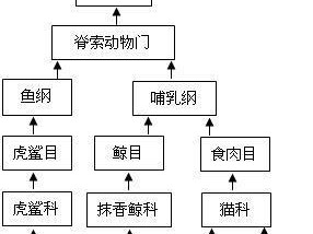 马面鲷的饲养方法详解（了解马面鲷的生活习性，让其健康成长）