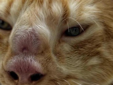 小猫为什么会短暂抽搐？（探索小猫短暂抽搐的原因和解决方法）