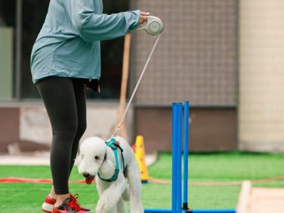 如何以金毛犬达人管理你的宠物（从训练到饮食，打造快乐的金毛犬生活）