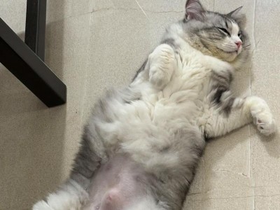 猫咪绝育后的注意事项和护理方法