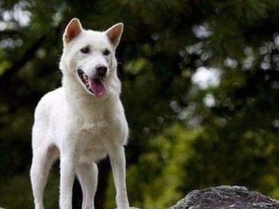 北海道犬的饲养方法（了解北海道犬的性格特点与饲养技巧，打造幸福快乐的生活）