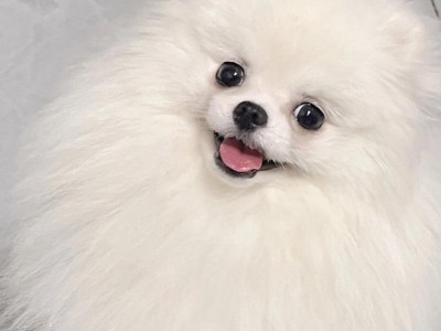 狗为什么会吐舌头？（揭秘狗吐舌头的原因与意义）
