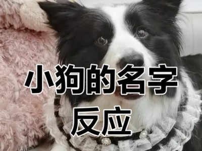 狗狗听懂自己名字的时间有多长？（揭开狗狗对名字的理解秘密，你知道吗？）