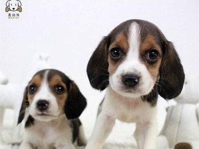 比格犬的起源与形态特征（了解比格犬的历史和外貌特点）