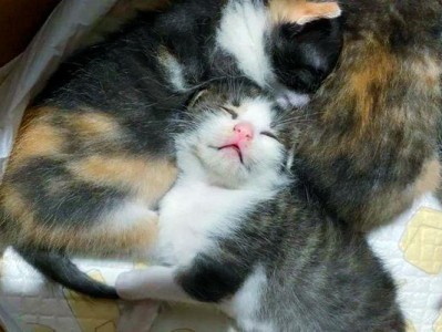 母猫哺乳频率影响与重要性（了解母猫哺乳频率的关键因素及养护技巧）