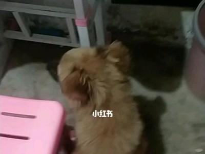 以狗走草子——探索与自然的纽带（人类与狗类的共同亲近自然之旅）