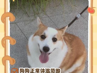 如何正确为狗狗测量体温？（掌握正确的方法，确保狗狗健康舒适）