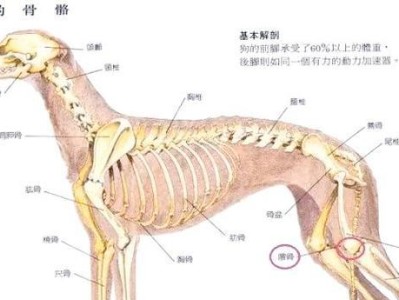 狗狗髌骨脱位治疗及手术需求（了解狗狗髌骨脱位的治疗方法和手术需求）