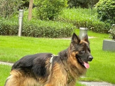 德国牧羊犬价格揭秘（了解德国牧羊犬的价格是如何受到地域因素的影响的）