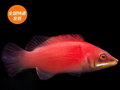 皇后海水鱼的食性研究（探索皇后海水鱼对珊瑚的食欲和偏好）