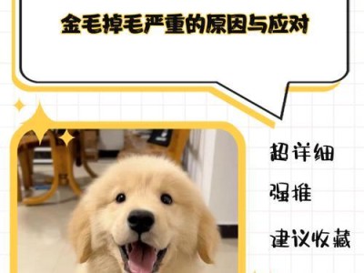 如何正确梳理小金毛的毛发（小金毛的梳理频率与技巧）