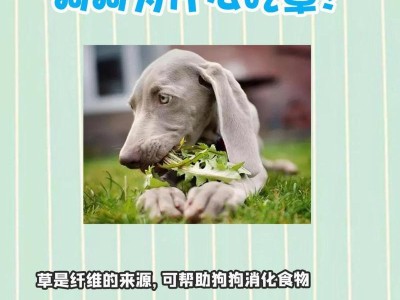 狗狗胃病的饮食调理（探索狗狗胃病饮食规律，帮助宠物恢复健康）
