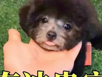 贵宾犬喂养要点，让你的宠物健康成长（了解贵宾犬特点，科学喂养是关键）
