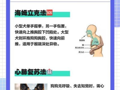 狗狗误吞洋葱的急救方法及注意事项（如何快速处理狗狗误食洋葱的情况，避免潜在危害）