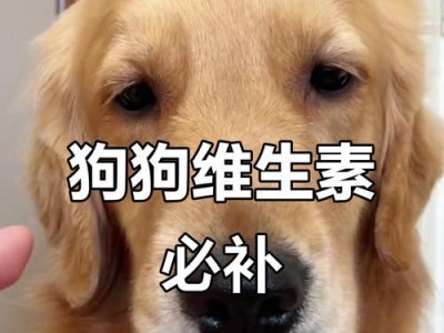 狗狗也需要维生素！（盘点狗狗必须补充的几种维生素）
